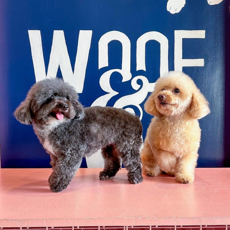 Woof & Wag Pet Grooming in Betterliving, Paranaque Our premium pet