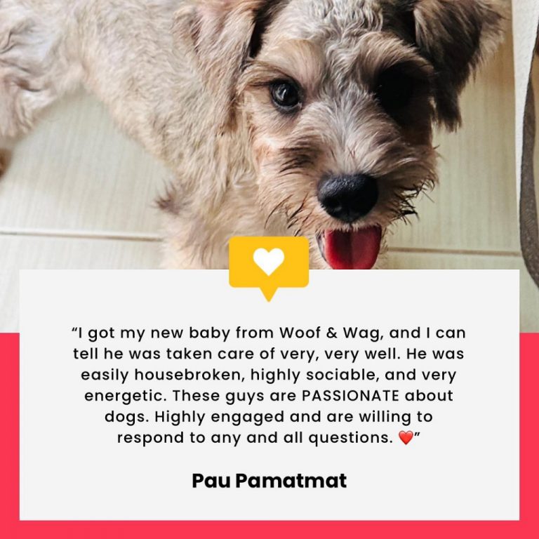 Woof & Wag Pet Grooming in Betterliving, Paranaque Our premium pet