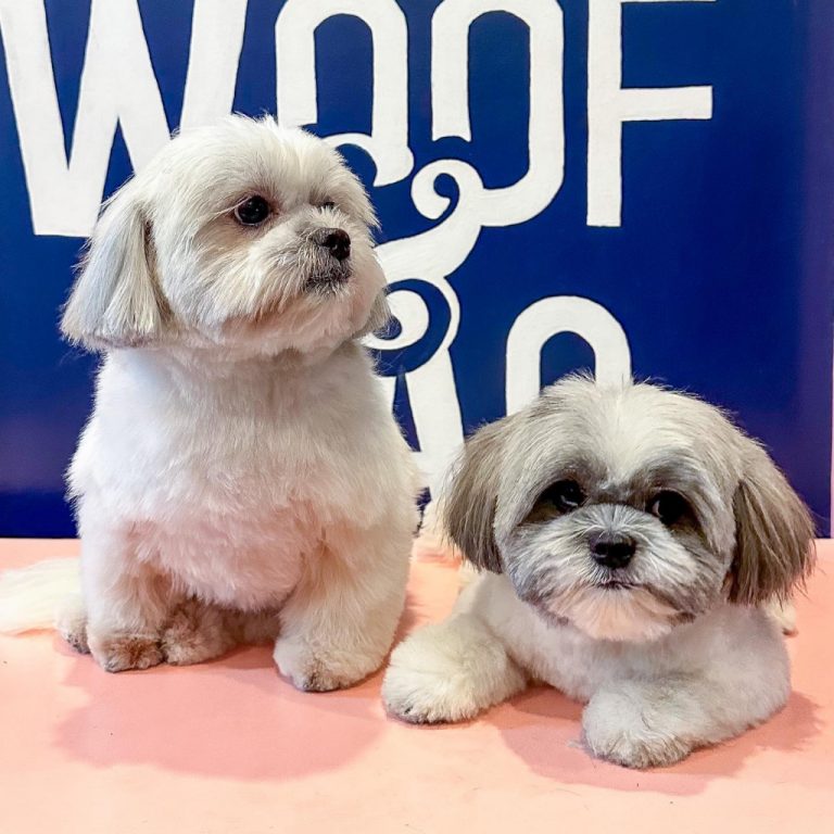 Woof & Wag Pet Grooming in Betterliving, Paranaque Our premium pet