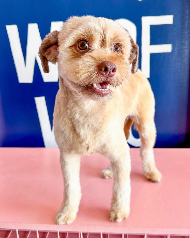 Woof & Wag Pet Grooming in Betterliving, Paranaque Our premium pet