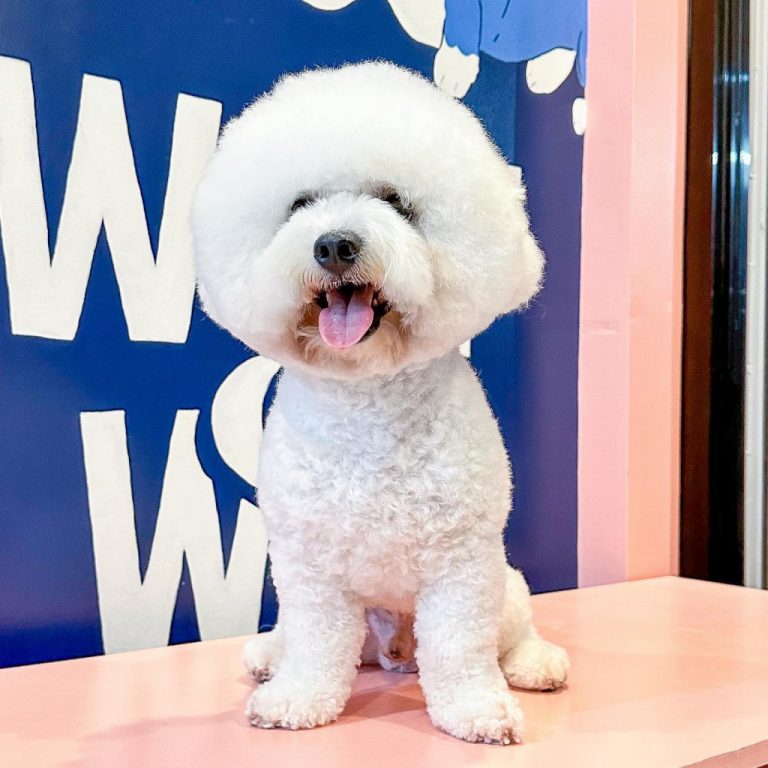 Woof & Wag Pet Grooming in Betterliving, Paranaque Our premium pet