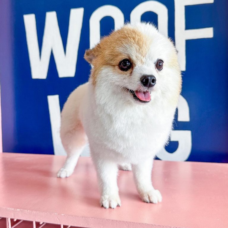 Woof & Wag Pet Grooming in Betterliving, Paranaque Our premium pet