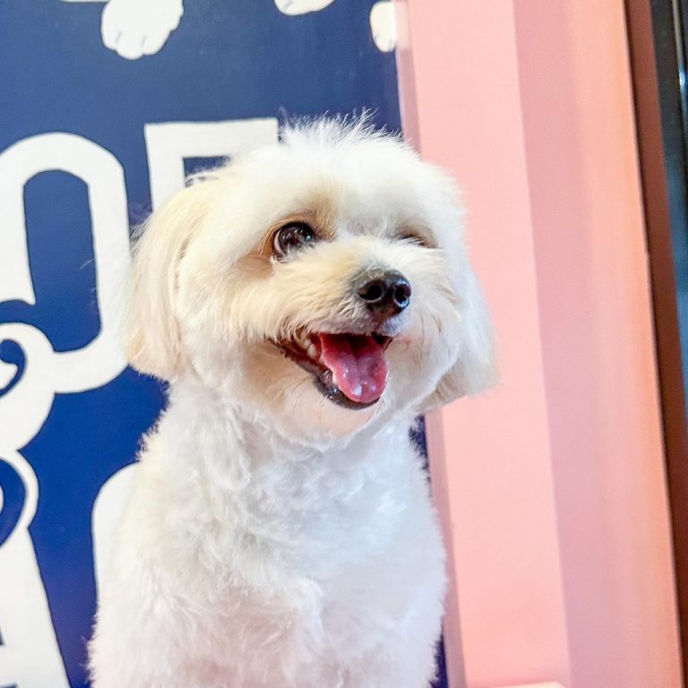 Woof & Wag Pet Grooming in Betterliving, Paranaque Our premium pet