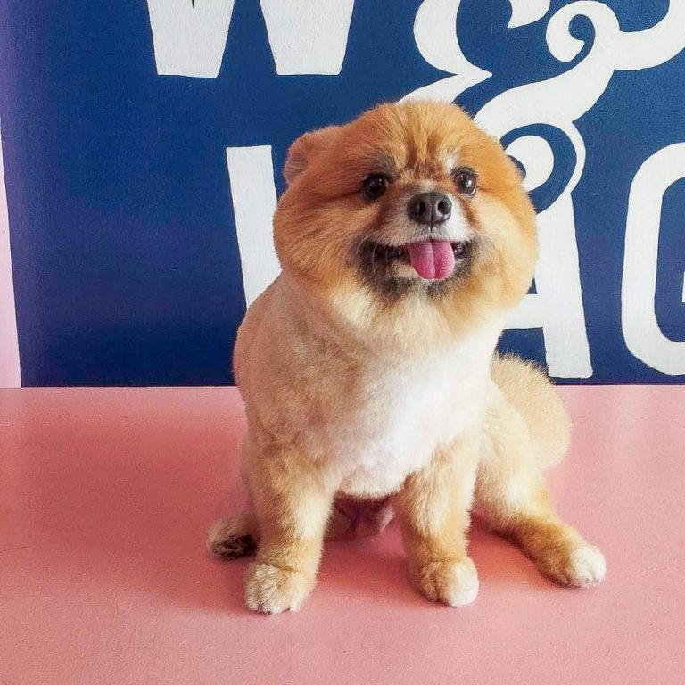 Woof & Wag Pet Grooming in Betterliving, Paranaque Our premium pet