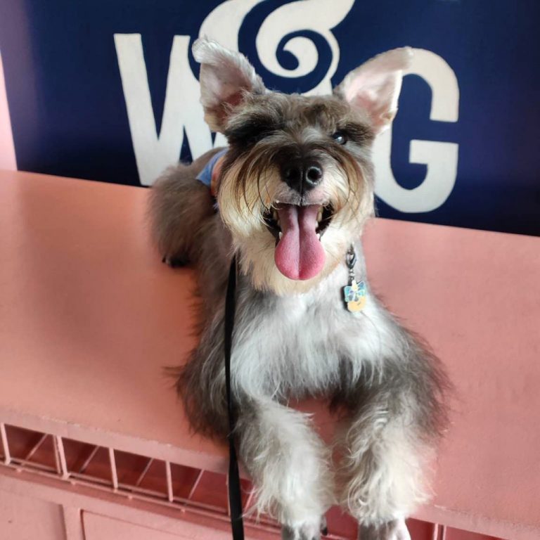 Woof & Wag Pet Grooming in Betterliving, Paranaque Our premium pet