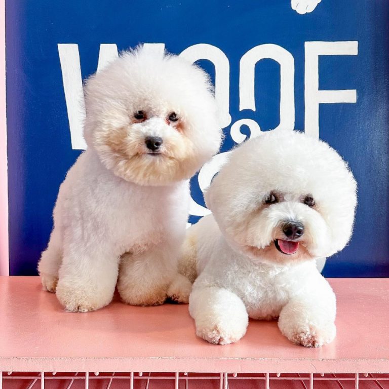 Woof & Wag Pet Grooming in Betterliving, Paranaque Our premium pet